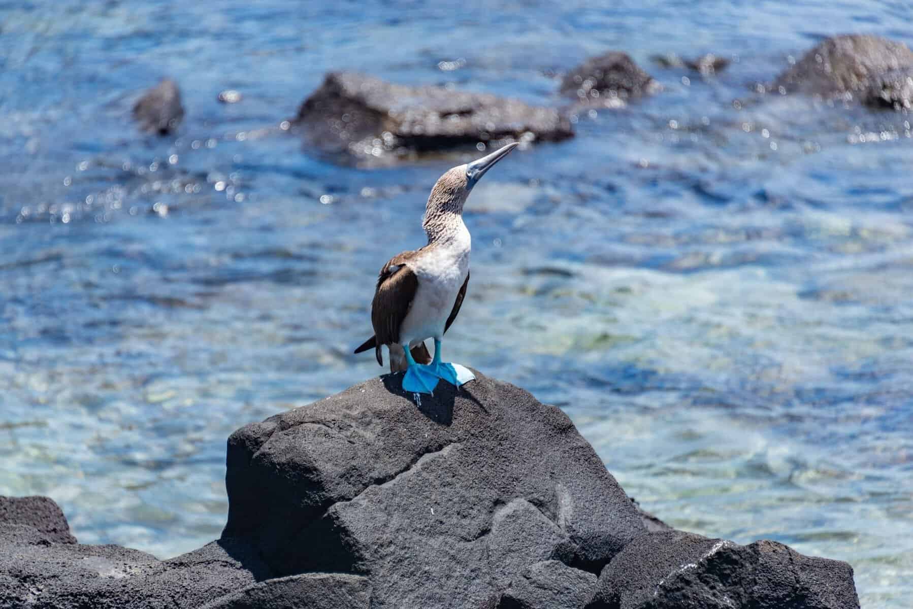 A blue-footed booby on a coastal rock