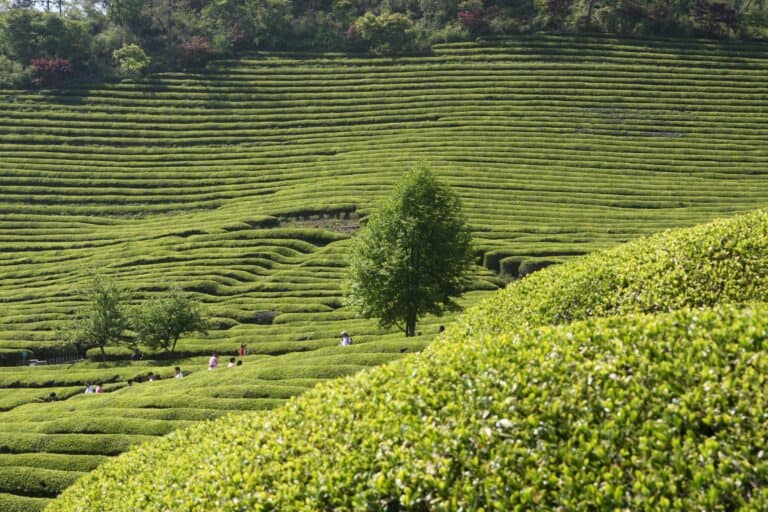 The green tea fields of Boseong, South Korea