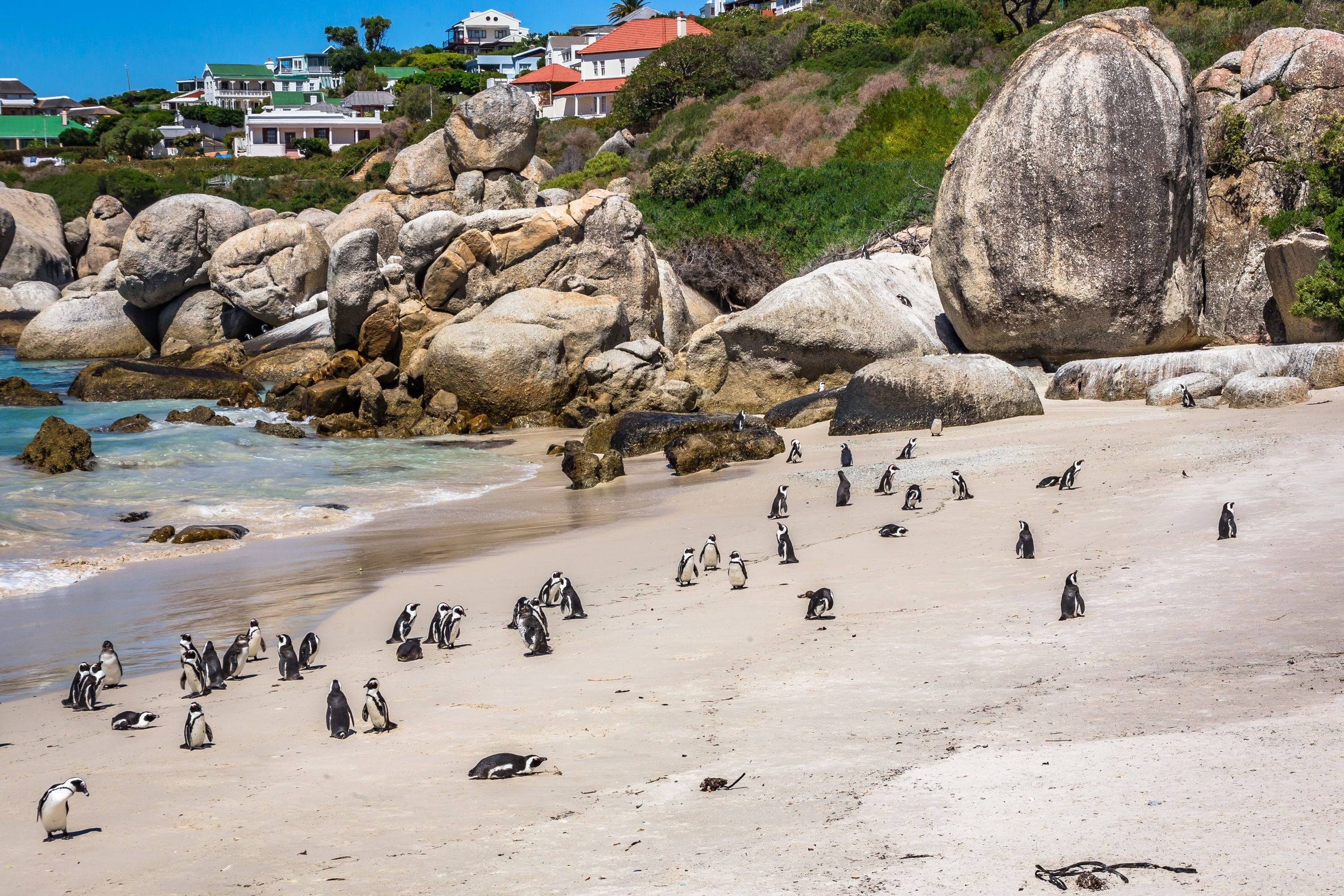African penguins on Boulders Beach