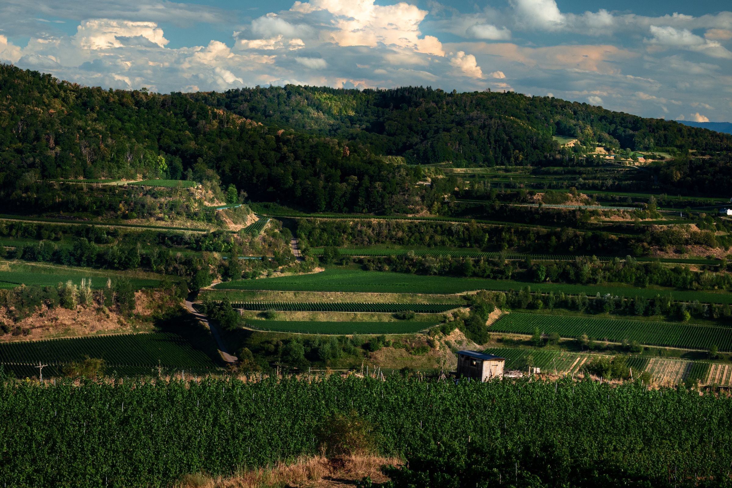 Vineyards in the hills of Brda