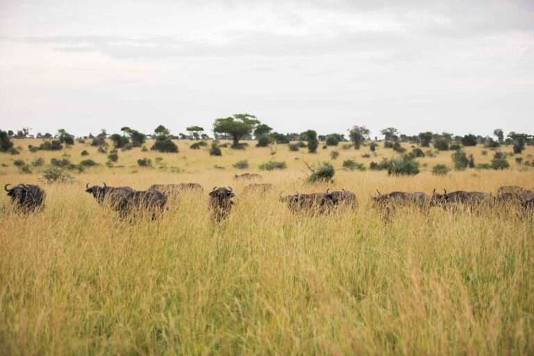 A herd of buffalo in Uganda