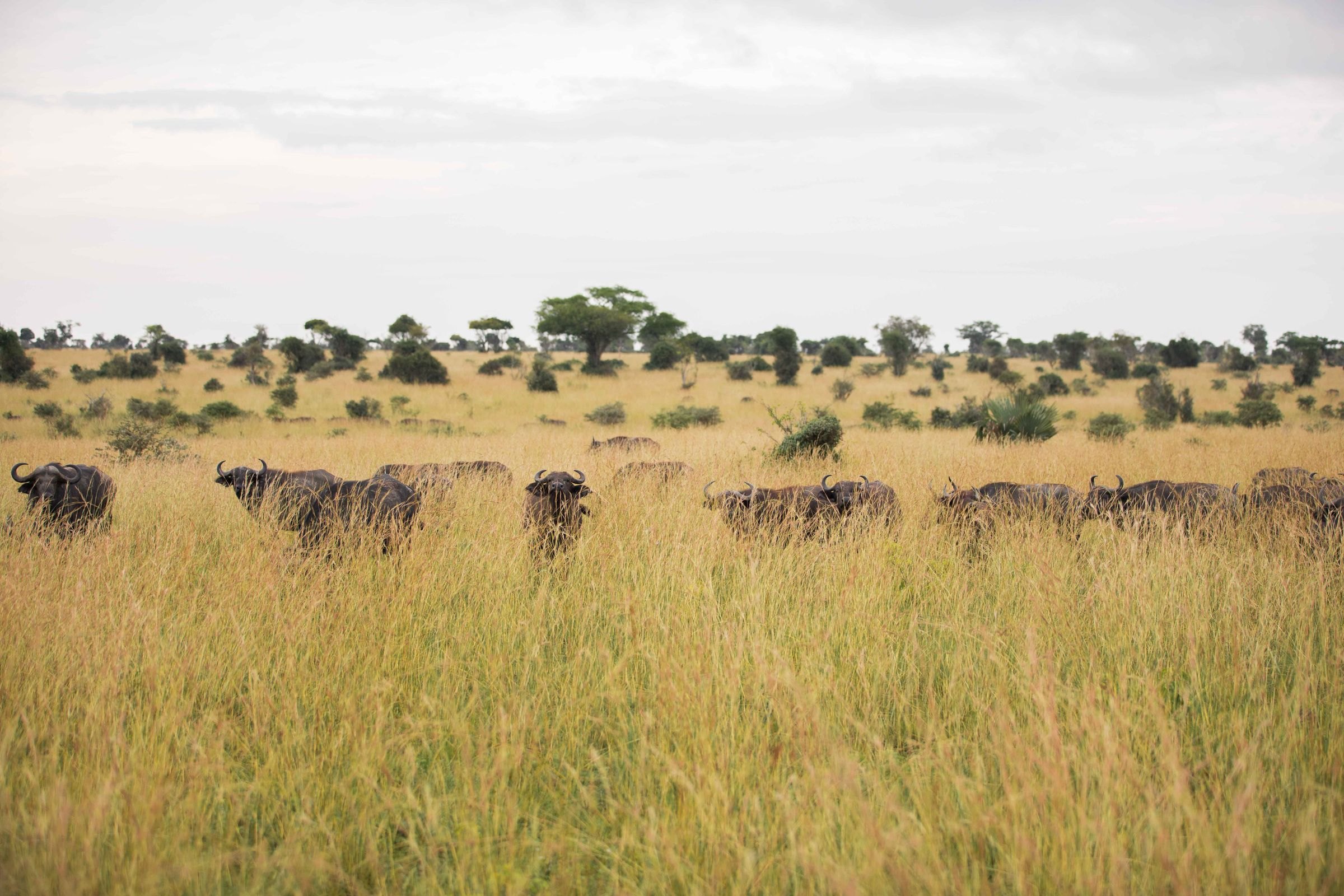 A herd of buffalo in Uganda