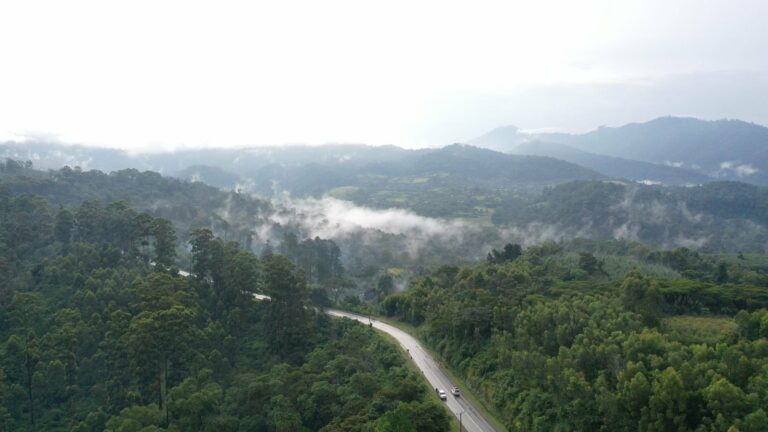 Misty forest near Bwindi