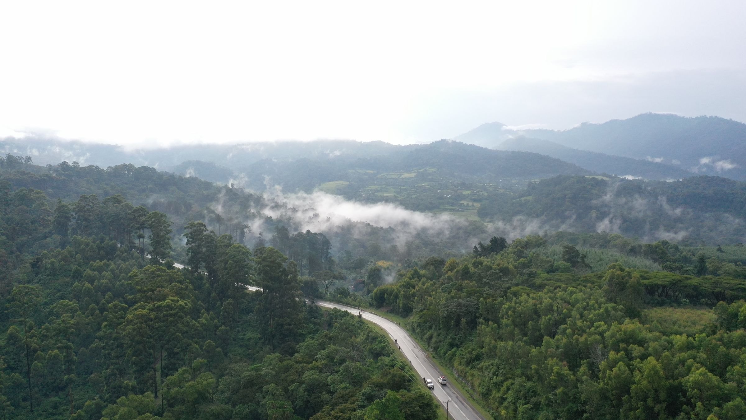 Misty forest near Bwindi