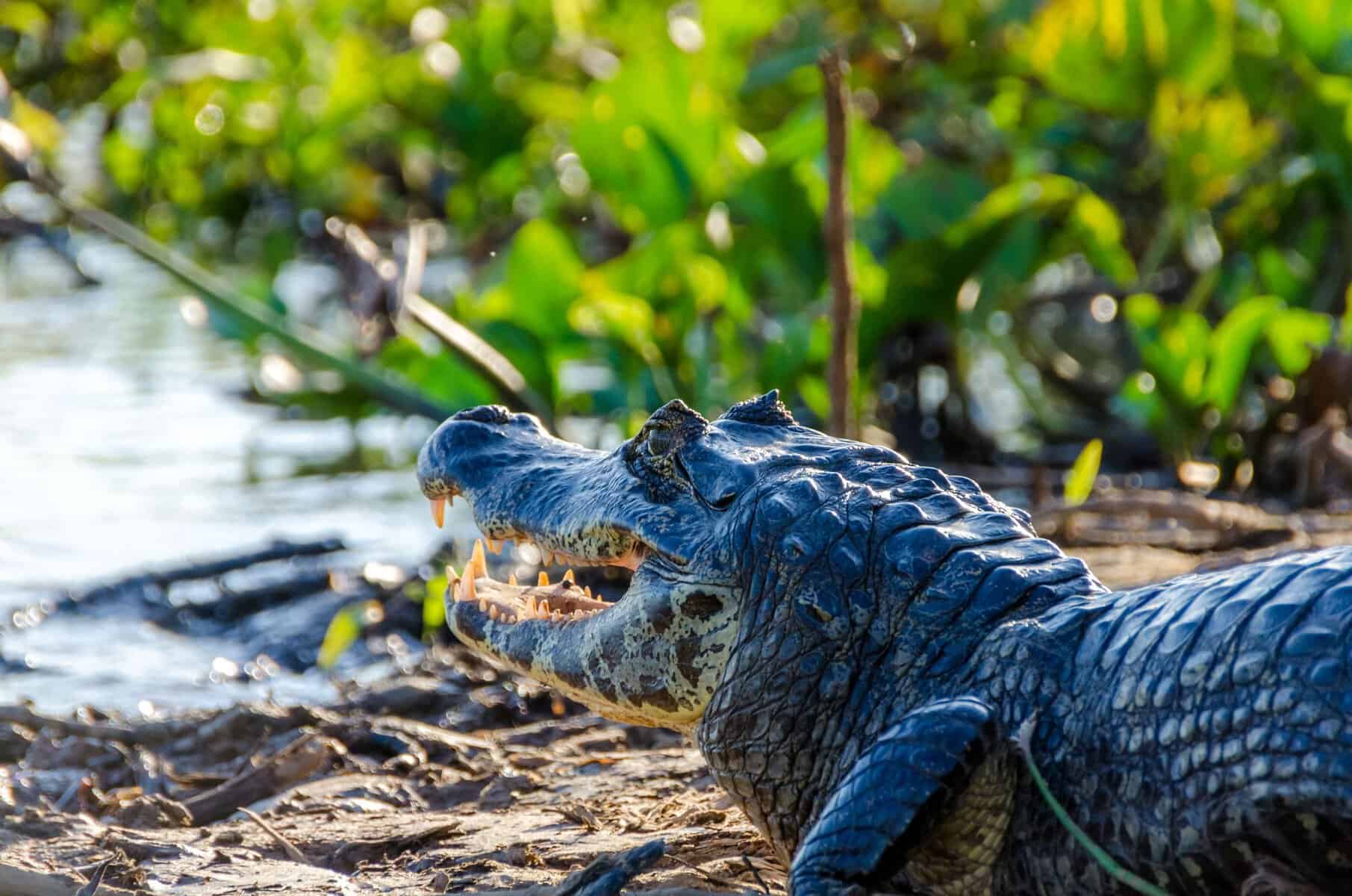 A caiman resting by the water in the Pantanal