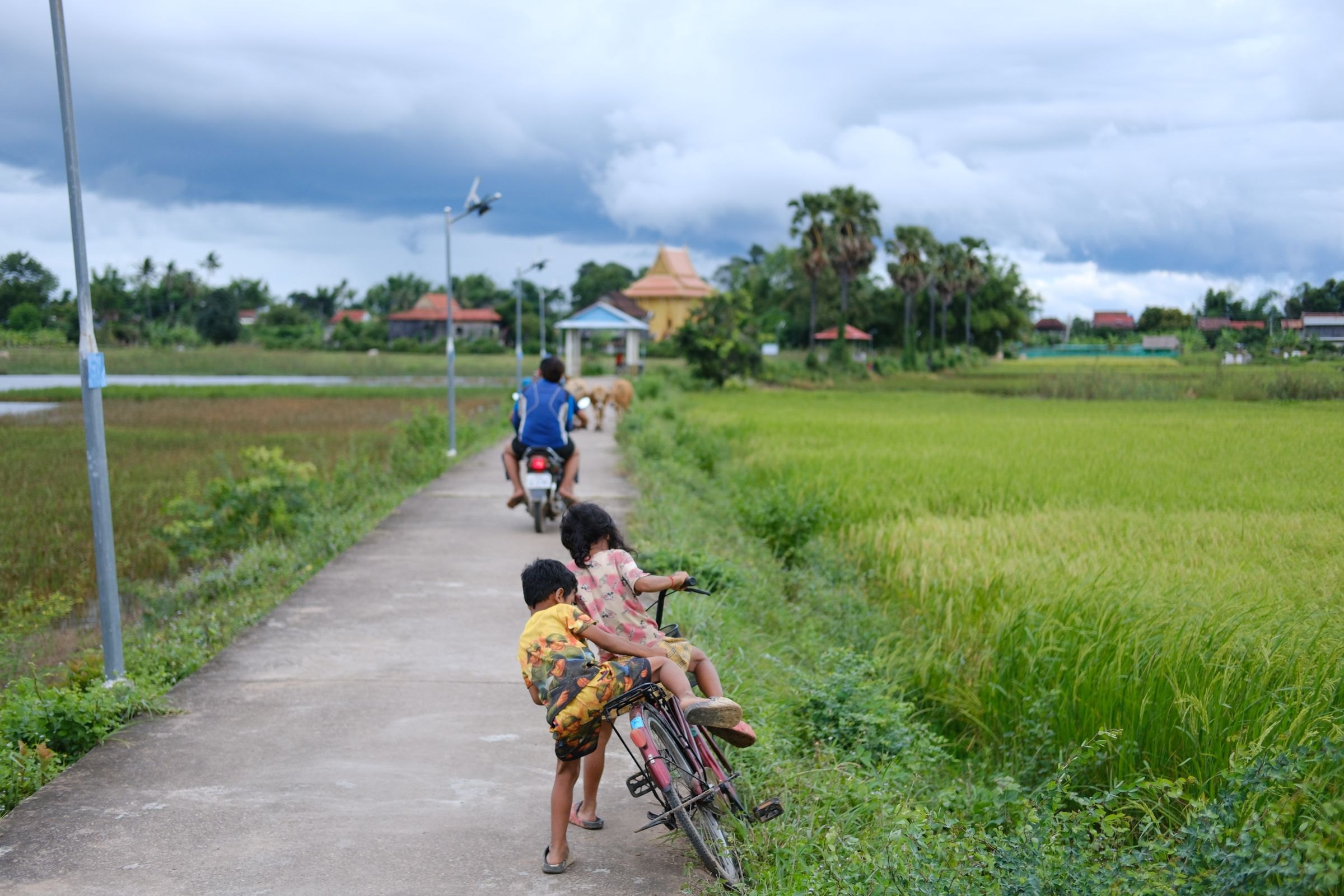 Children cycling along a rural road through rice fields in Cambodia