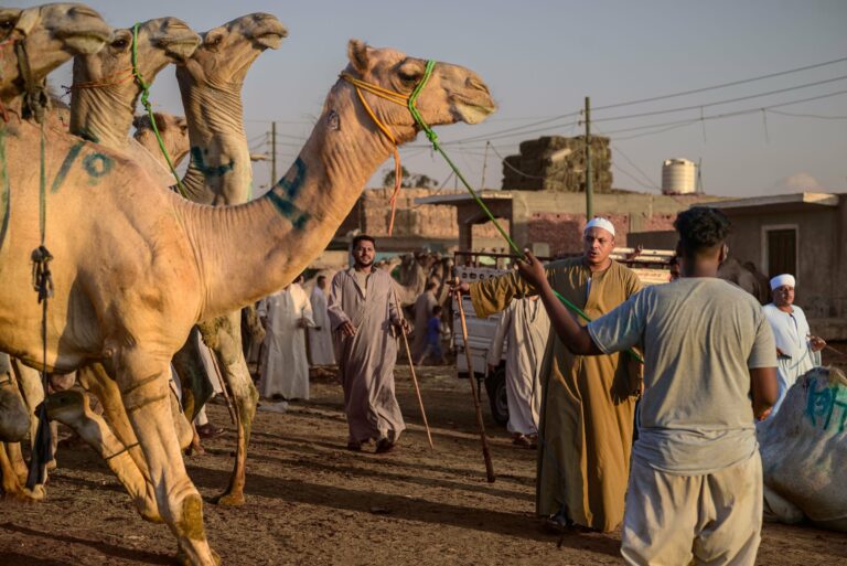 Camels and traders at a market