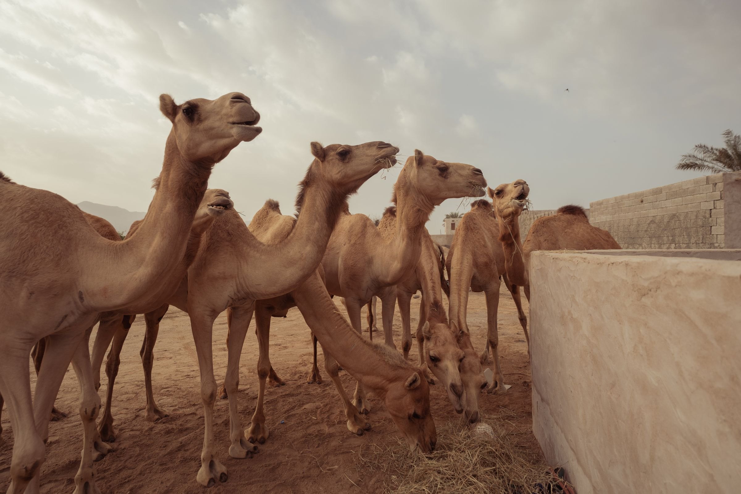 Camels in a desert enclosure