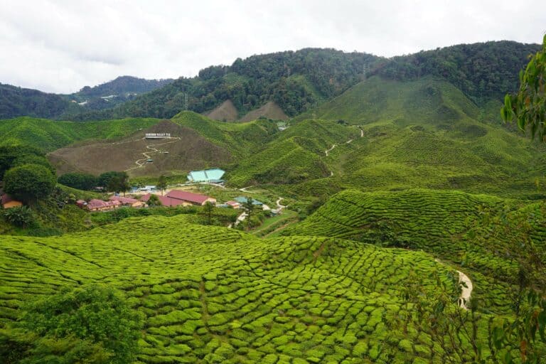 Tea plantations covering the hills of the Cameron Highlands, Malaysia