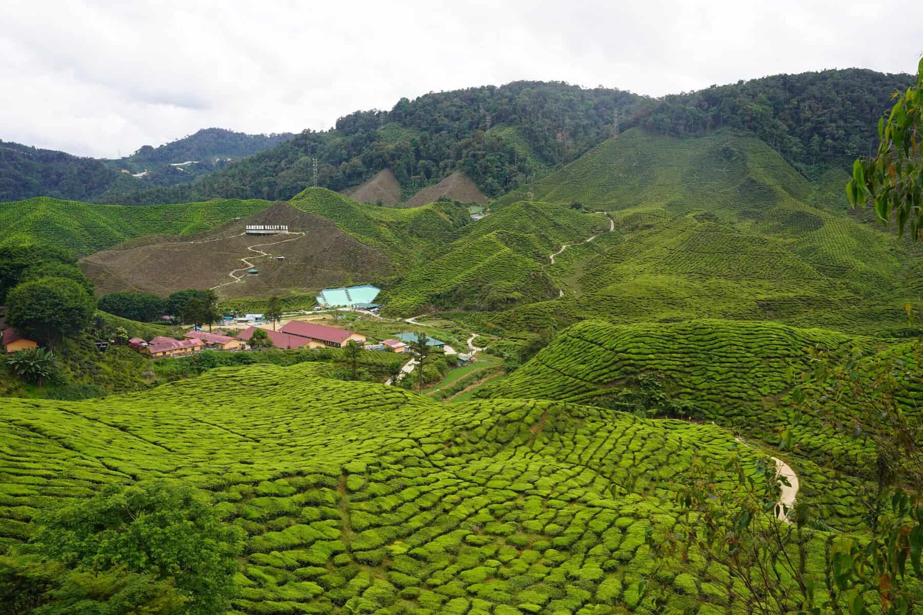 Tea plantations covering the hills of the Cameron Highlands, Malaysia