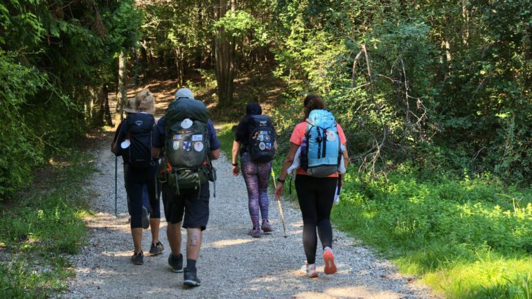Walkers with backpacks on a forest trail