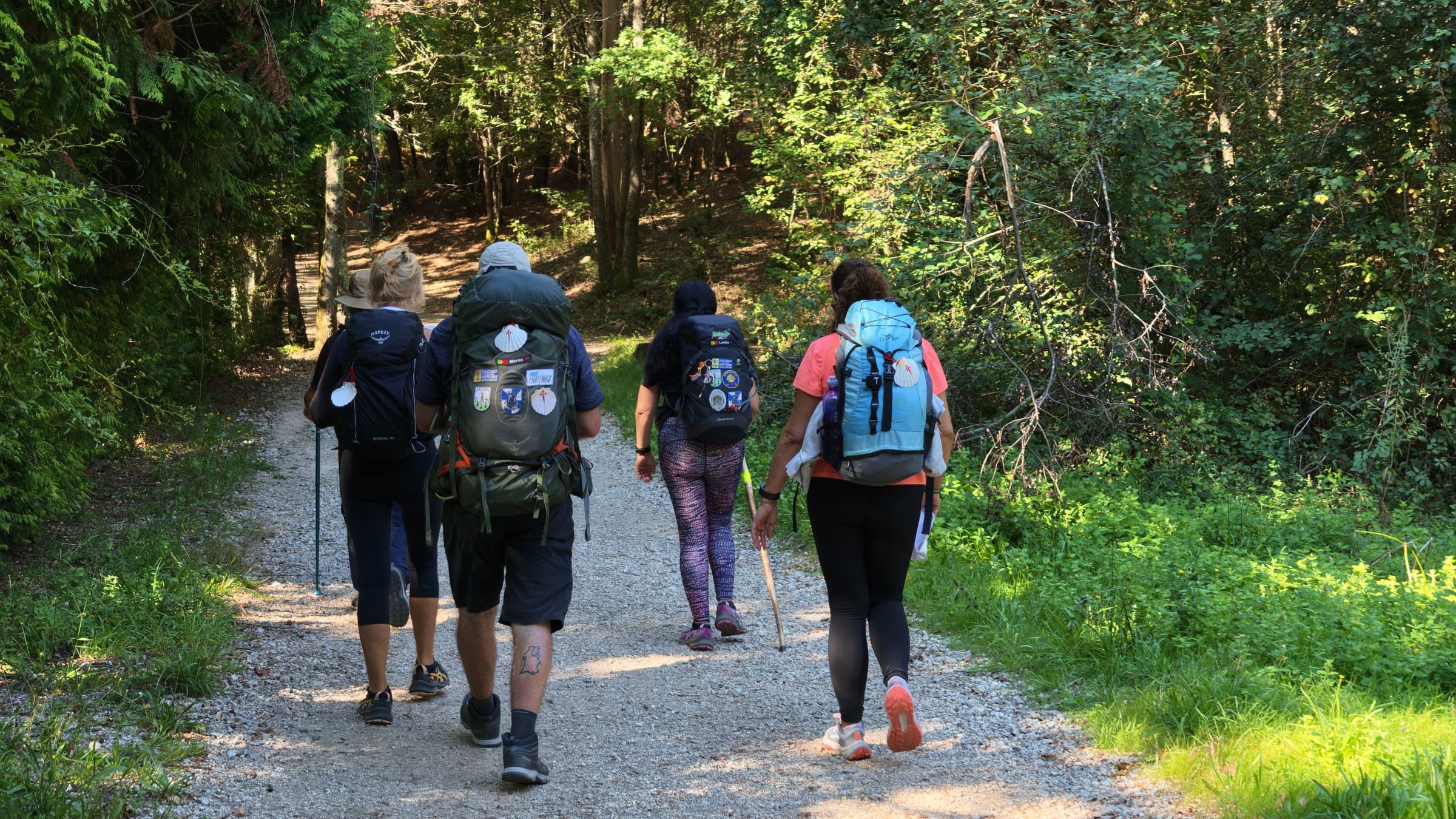 Walkers with backpacks on a forest trail