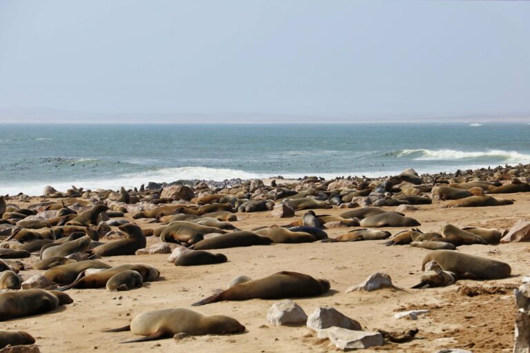 The seal colony at Cape Cross