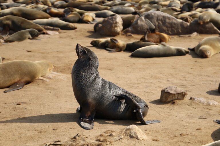 A Cape fur seal at the Cape Cross colony