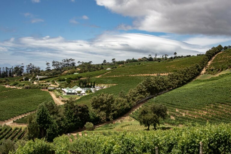Vineyards in the countryside near Cape Town