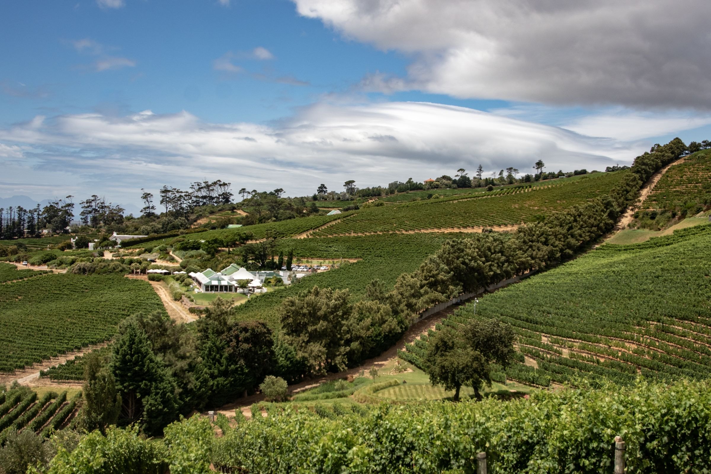 Vineyards in the countryside near Cape Town