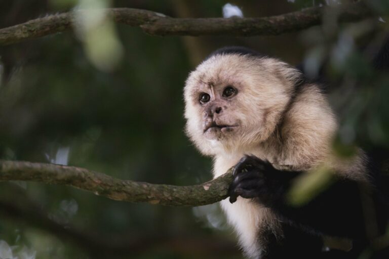 A capuchin monkey in Monteverde, Costa Rica