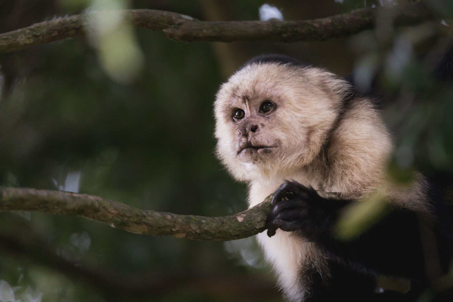 A capuchin monkey in Monteverde, Costa Rica