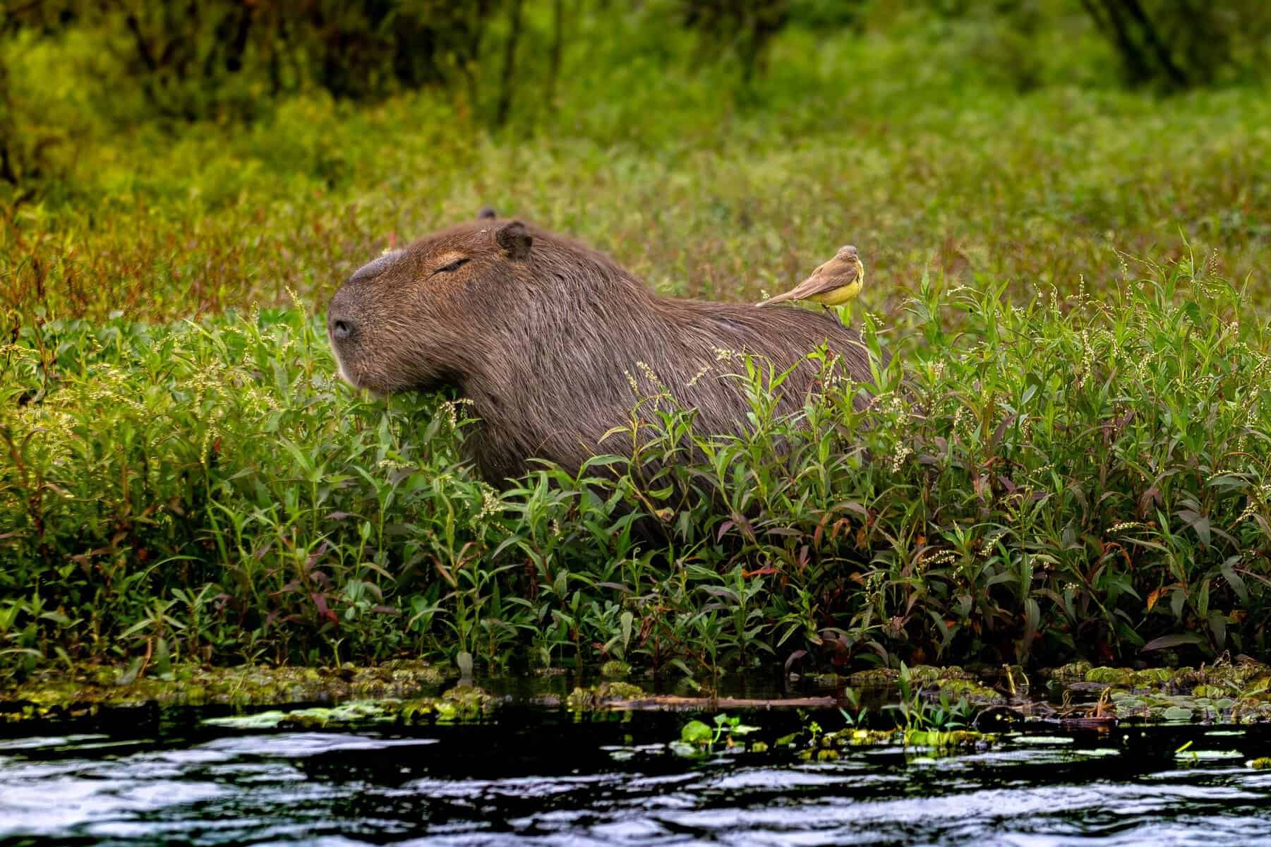 A capybara resting in the wetlands