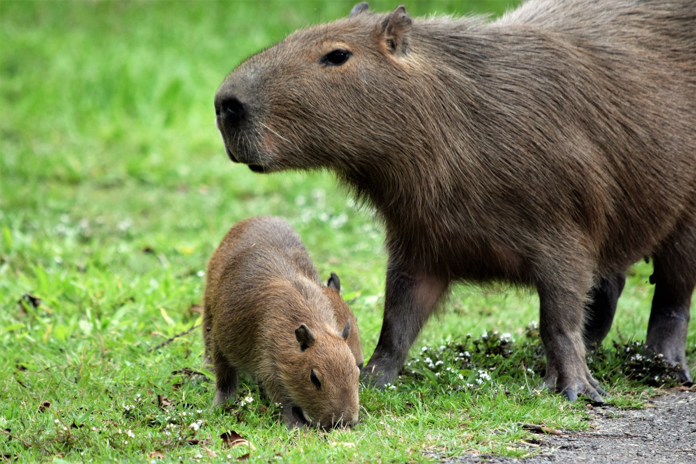 Capybaras grazing