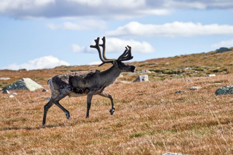 A caribou crossing the tundra