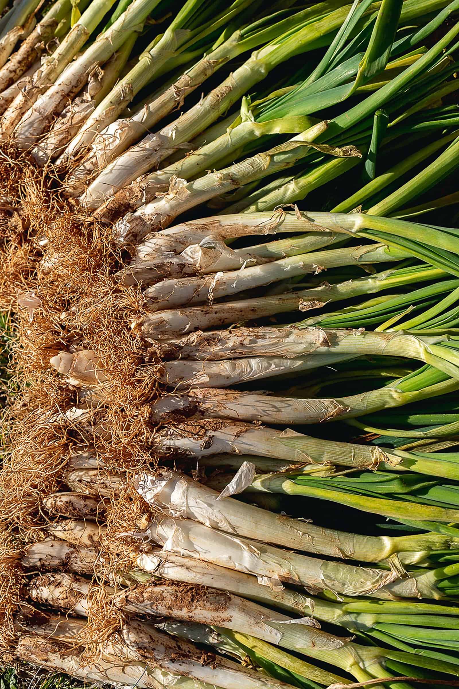 Freshly harvested calçot onions ready for a Catalan calçotada