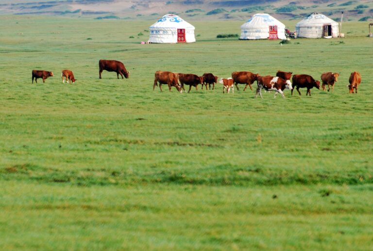 Cattle grazing near gers on the Mongolian steppe