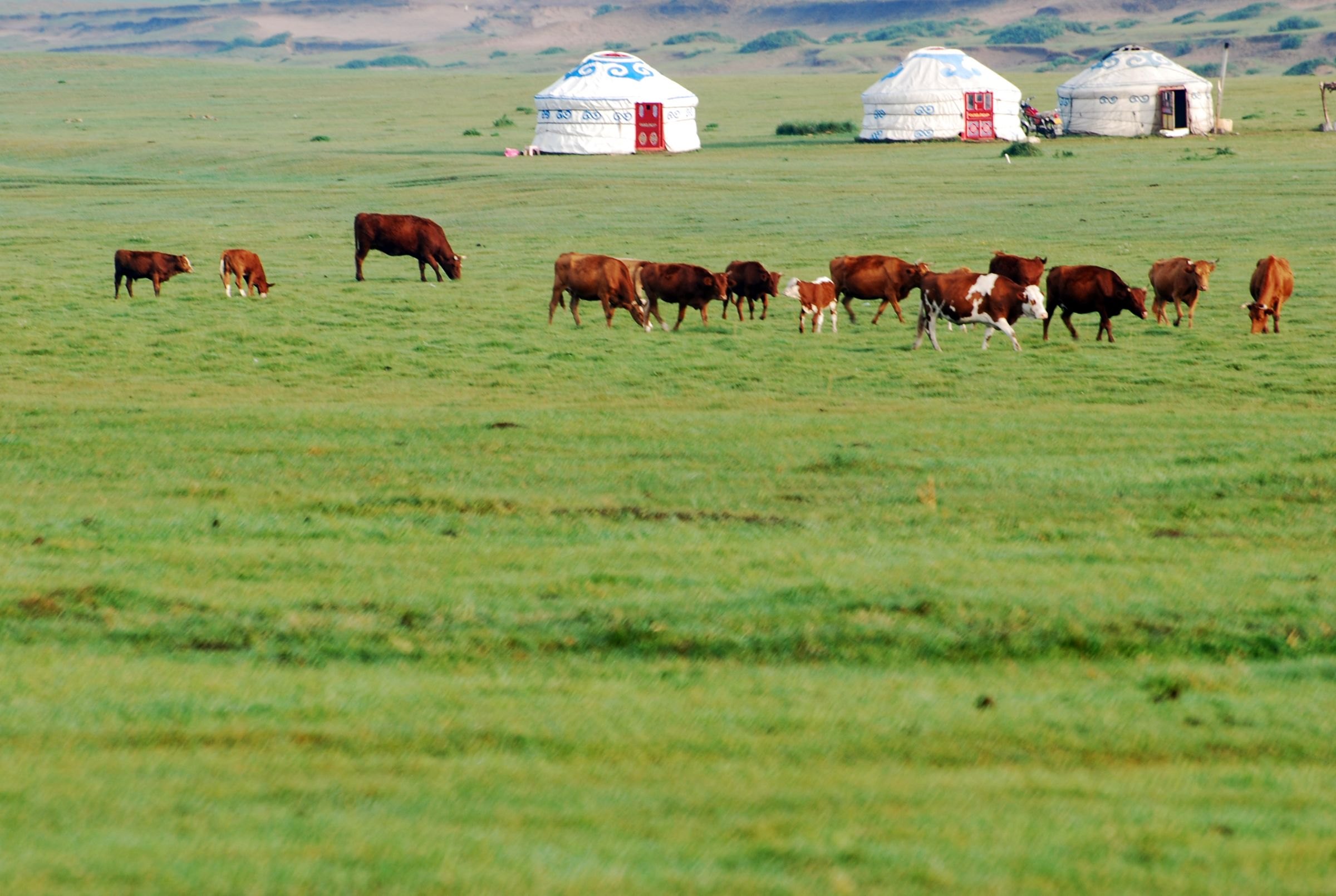 Cattle grazing near gers on the Mongolian steppe