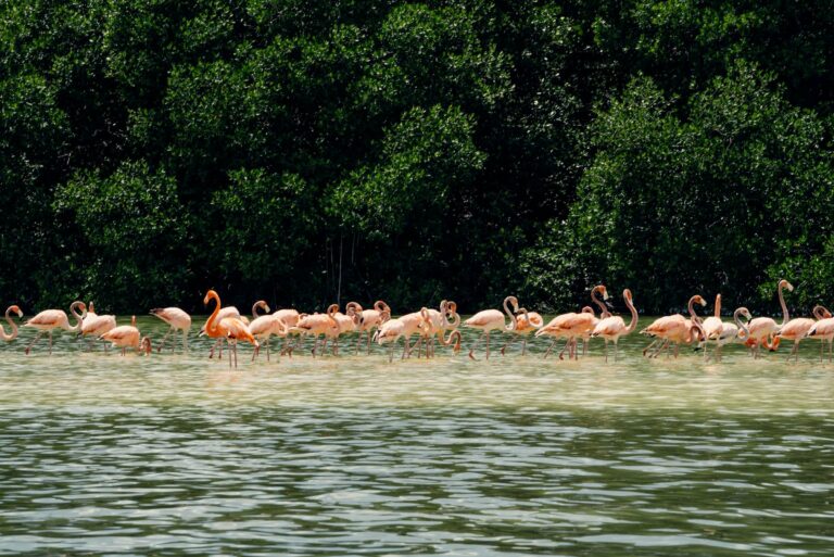 Flamingos wading at Celestún