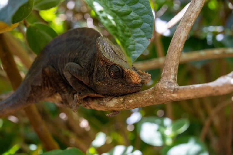 A chameleon on a branch in Madagascar