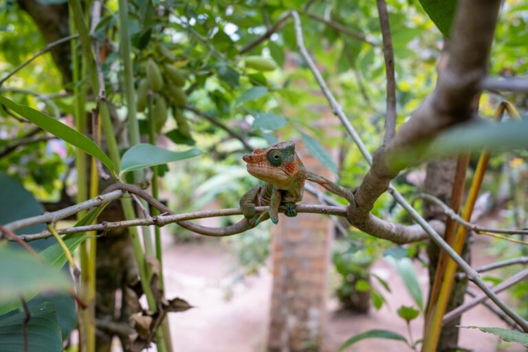 A chameleon camouflaged among tree branches
