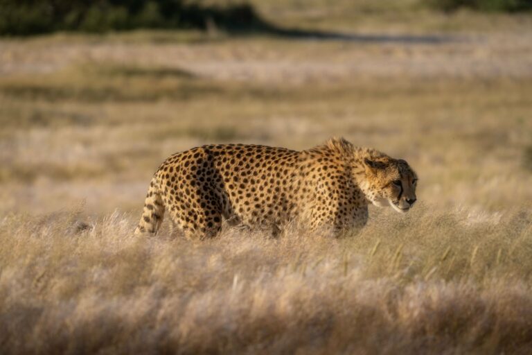 A cheetah prowling through the grasslands of Namibia