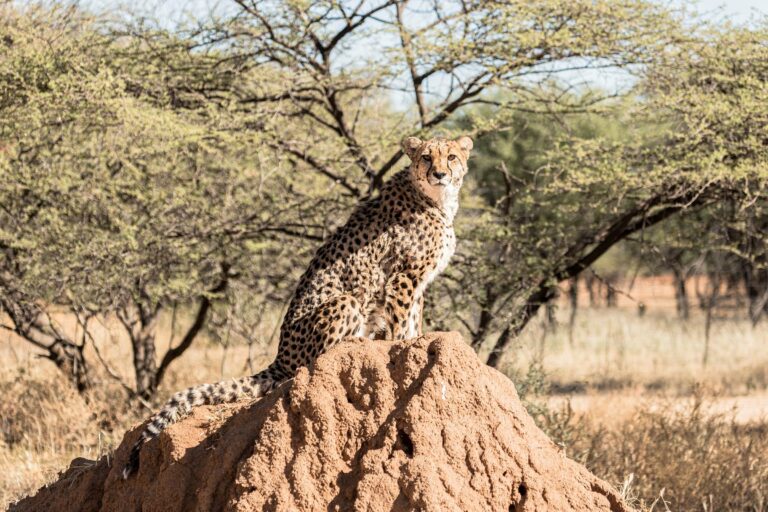 A cheetah on a termite mound in Namibia