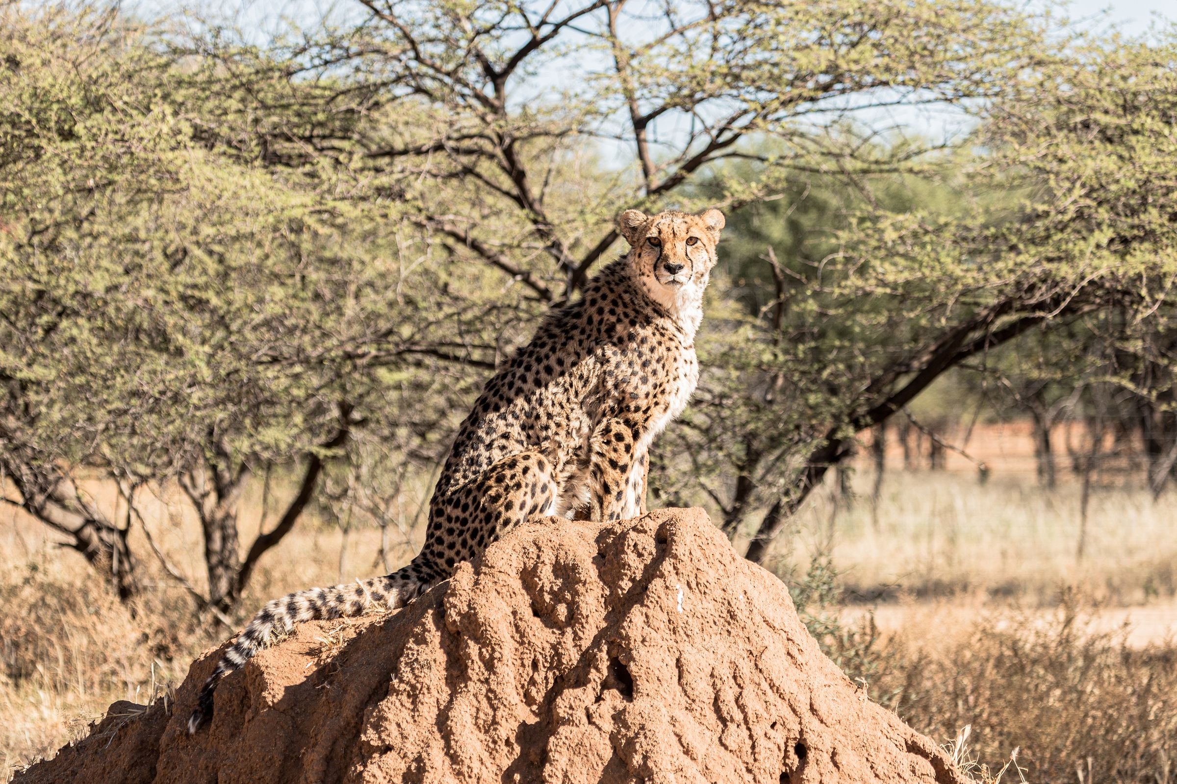 A cheetah on a termite mound in Namibia
