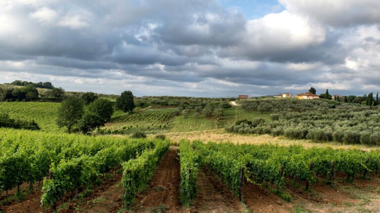 A vineyard in the Chianti countryside