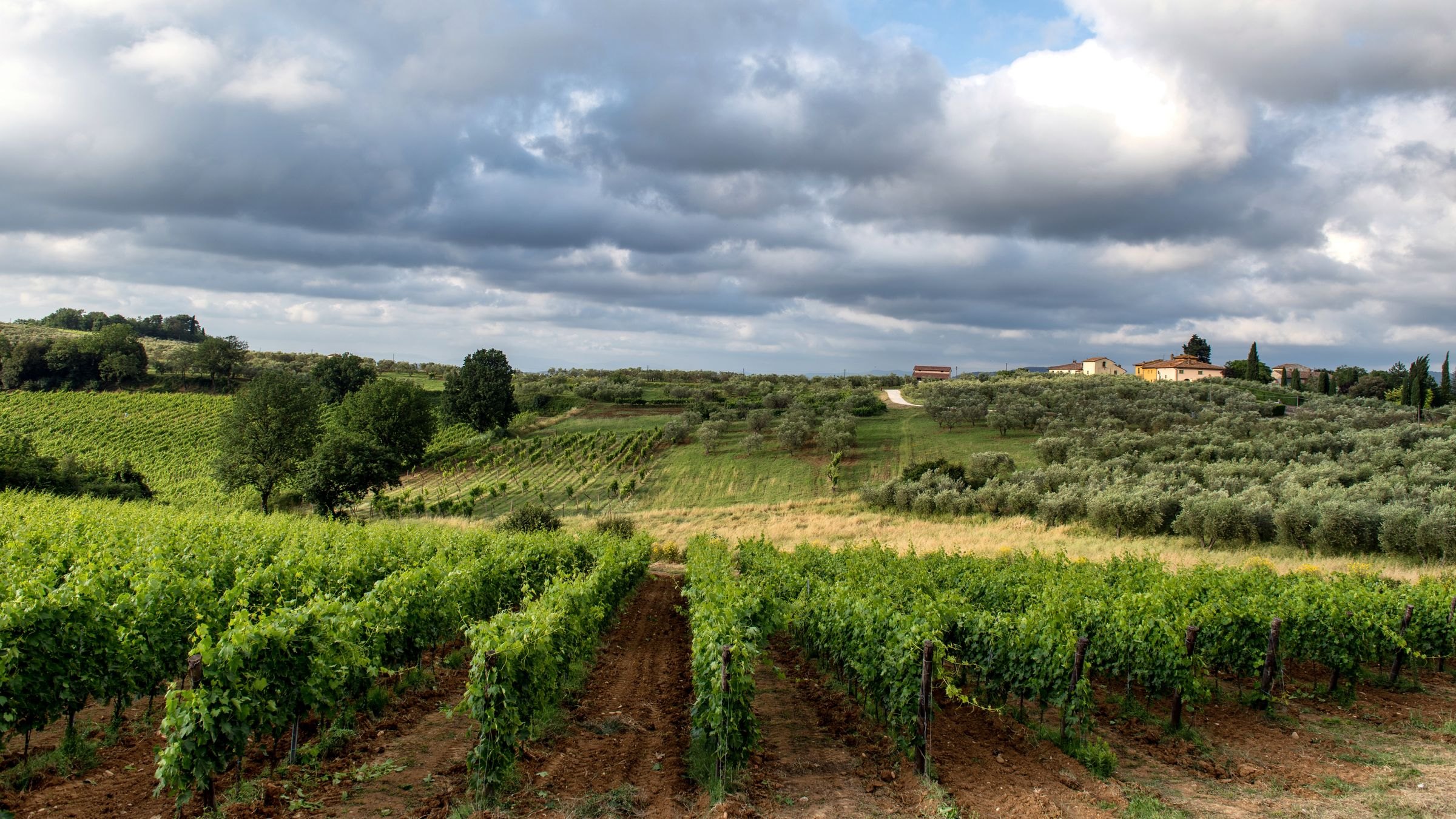 A vineyard in the Chianti countryside
