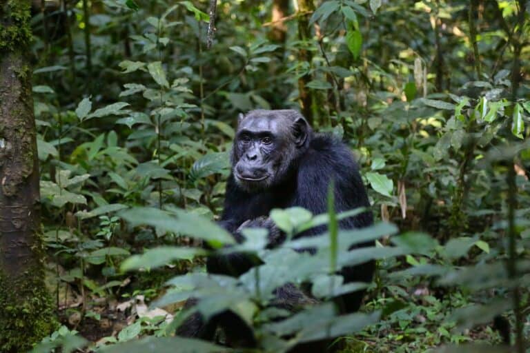 A chimpanzee in the rainforest