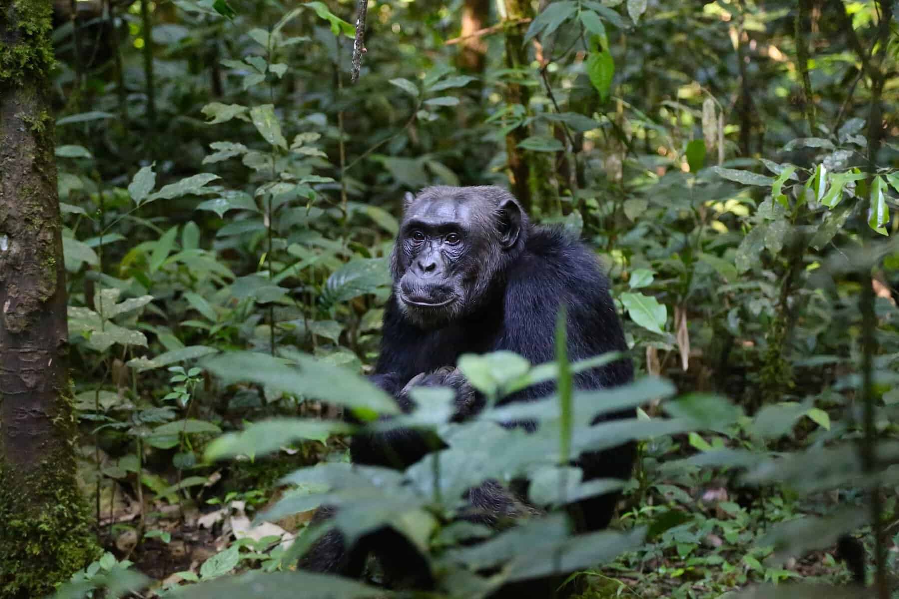 A chimpanzee in the rainforest