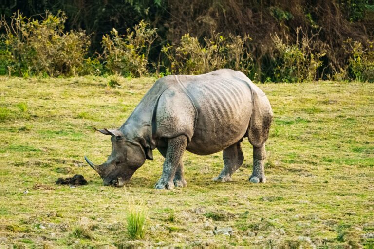 An Indian rhinoceros grazing