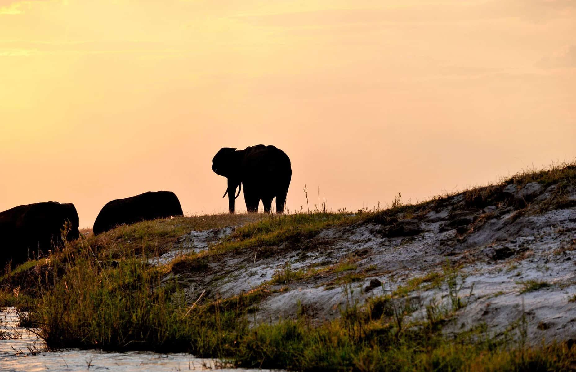 Elephants silhouetted on the Chobe River at sunset, Botswana