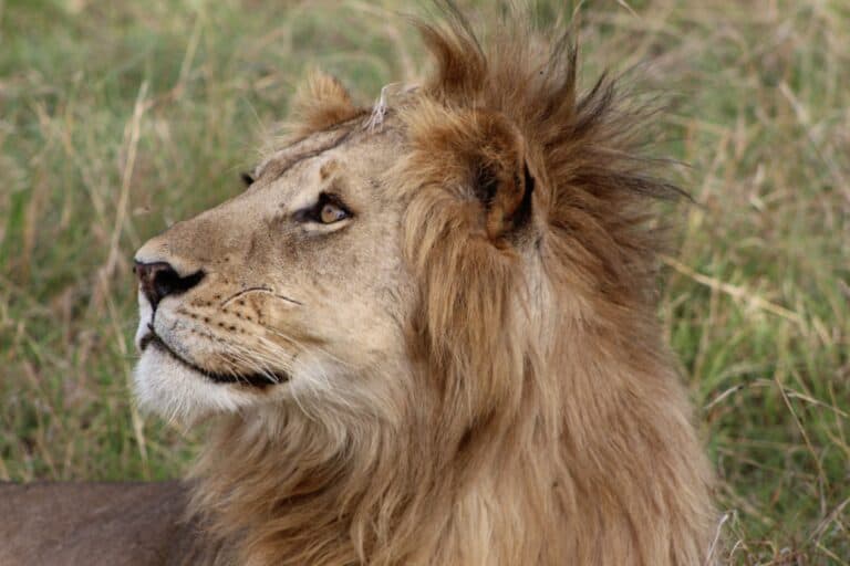 Serengeti