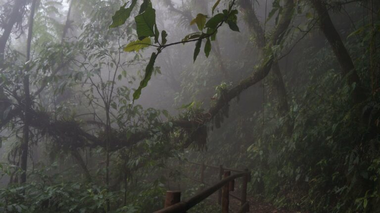 A trail through the cloud forest