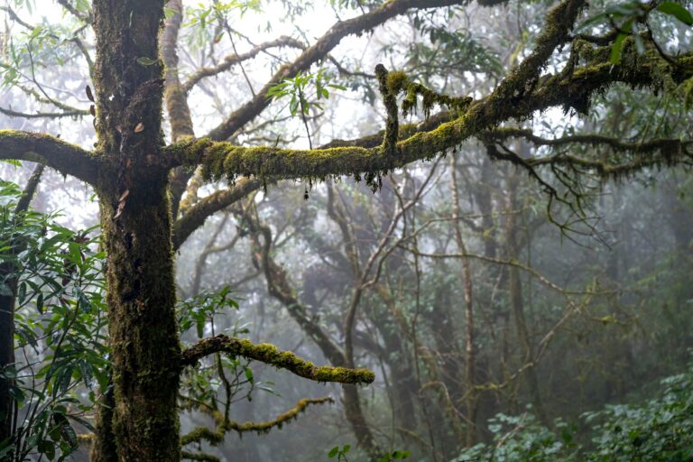 Moss-covered branches in the cloud forest