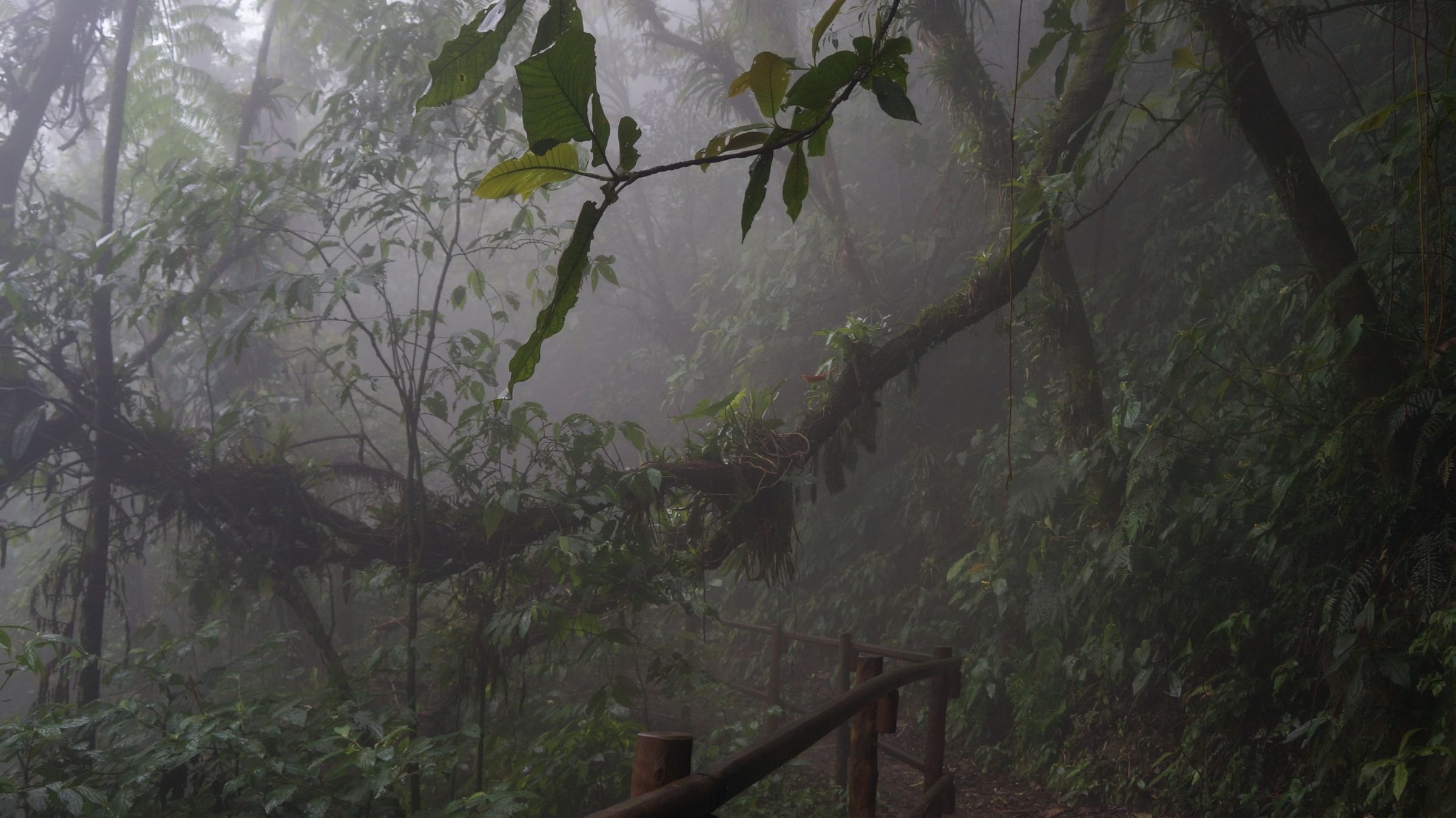 A trail through the cloud forest