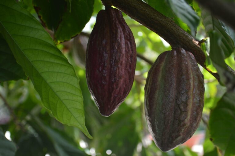 Cocoa pods on a plantation tree