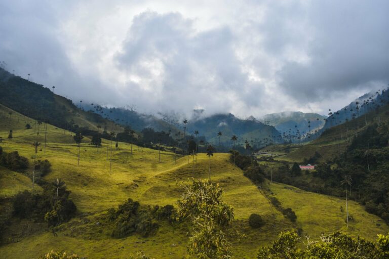 The wax palms of the Cocora Valley