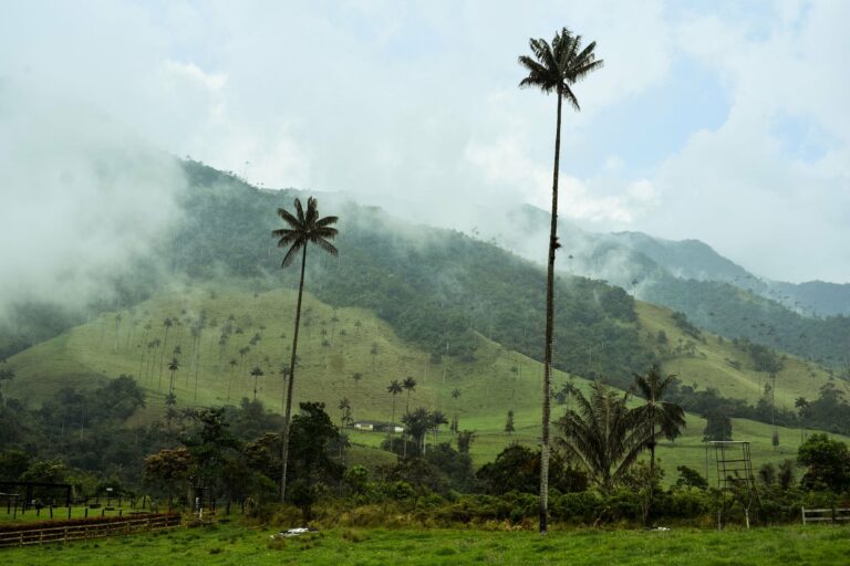 Wax palms in the Cocora Valley
