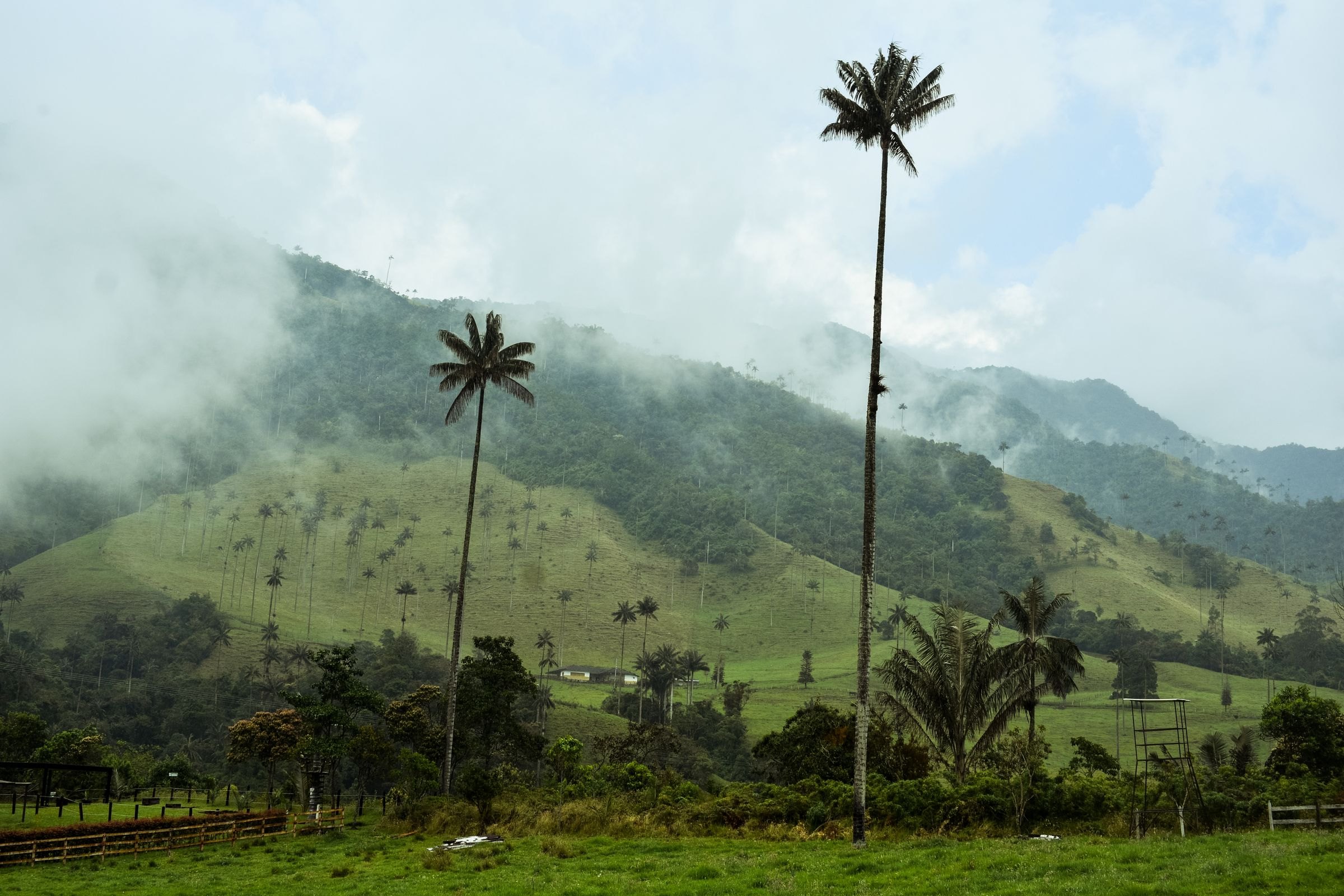 Wax palms in the Cocora Valley