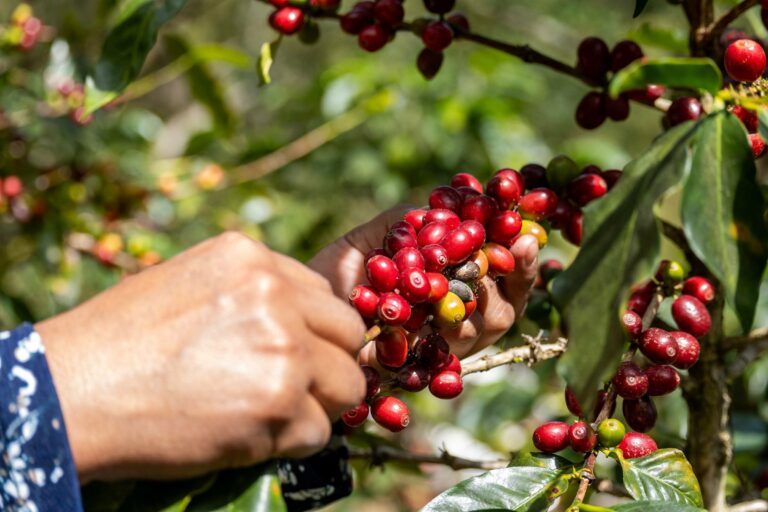 Coffee cherries being picked