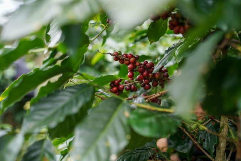 Ripe coffee cherries on the branch